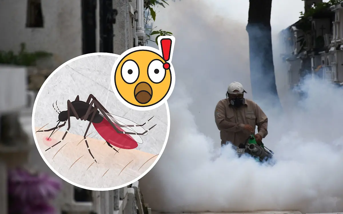 Debido a que los mosquitos se reproducen con facilidad, autoridades insisten en las campañas de fumigación Fot´gorafo Especial, Cuartoscuro y Secretaría de Salud, edición El Sol de Tampico